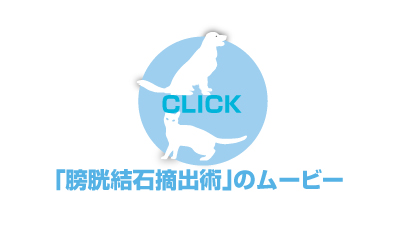 膀胱結石摘出手術