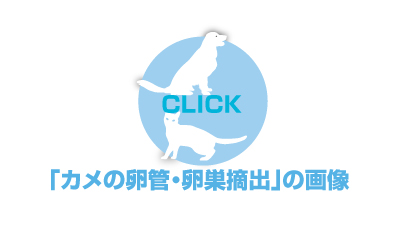 亀の卵巣摘出